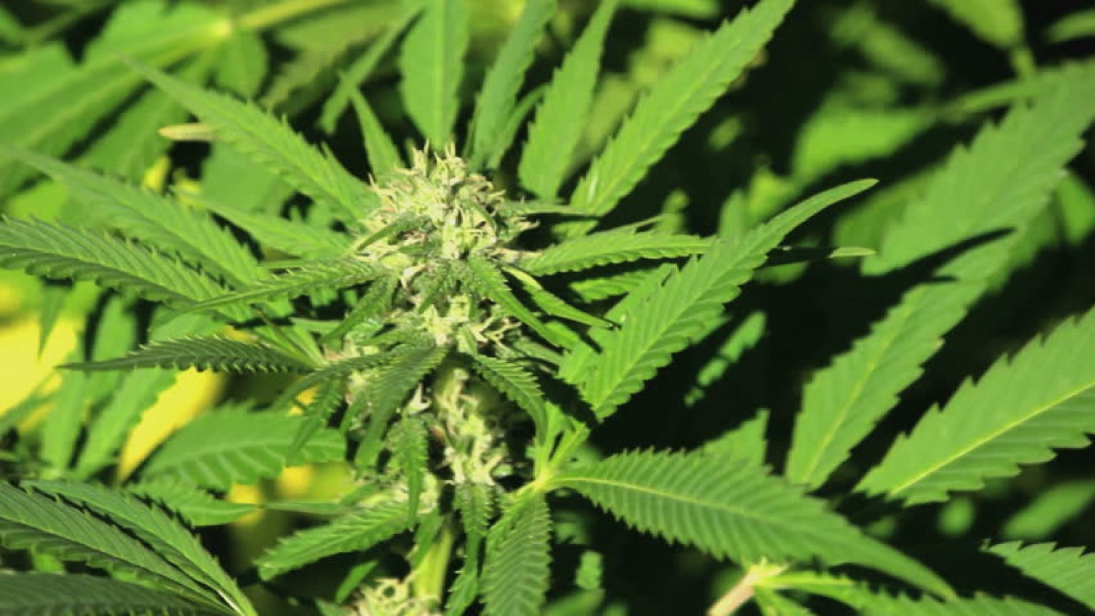 Best Light Cycle for Flowering What for Me