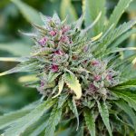 best light cycle for flowering