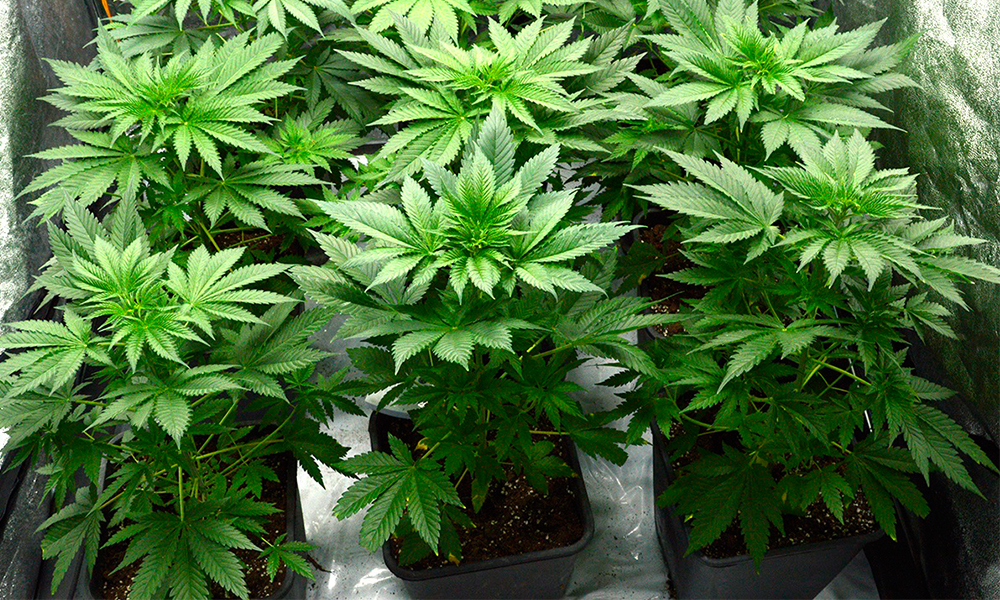 Best Light Cycle for Flowering What for Me