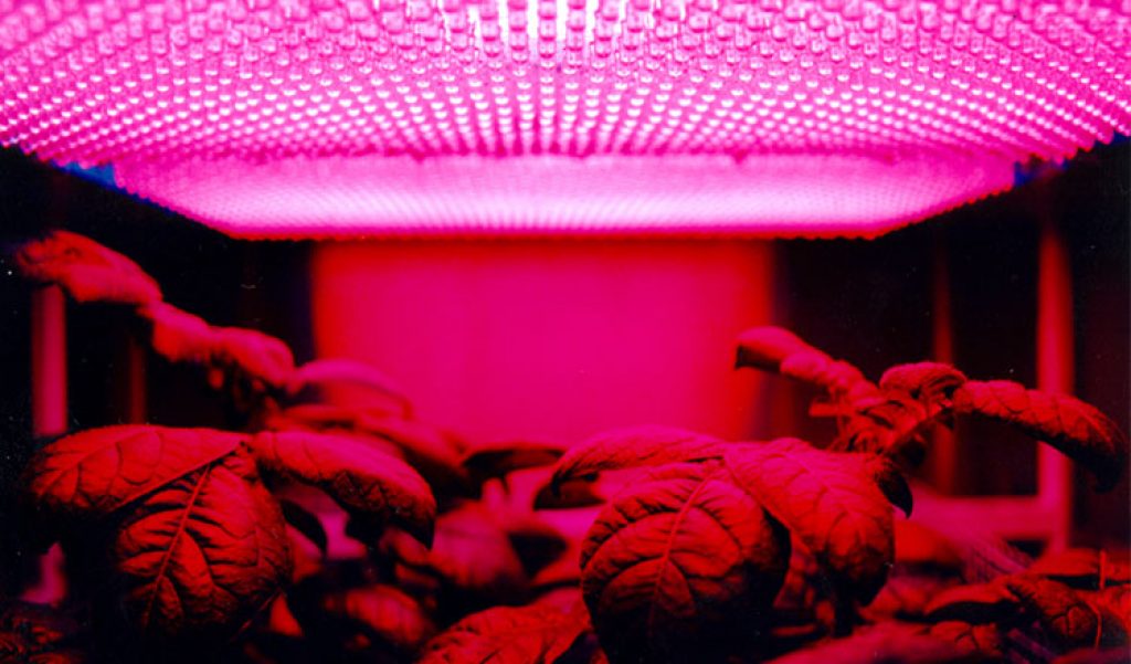 How far should LED grow lights be from plants