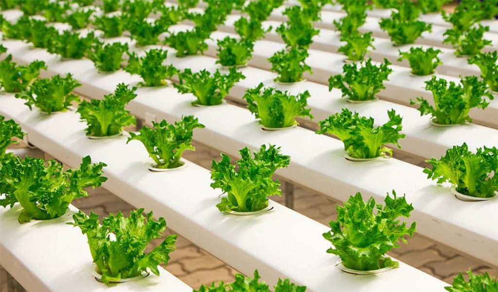 types of hydroponic gardening