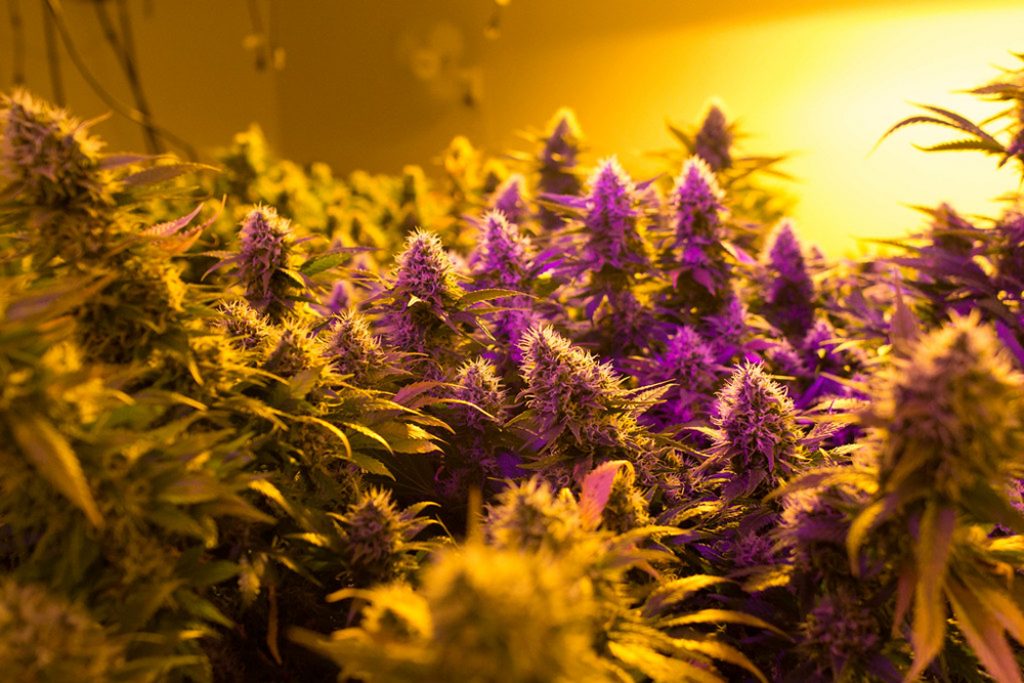 grow room lights