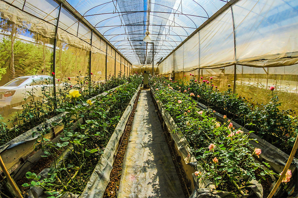 how-many-plants-in-grow-tent-are-too-many-what-for-me