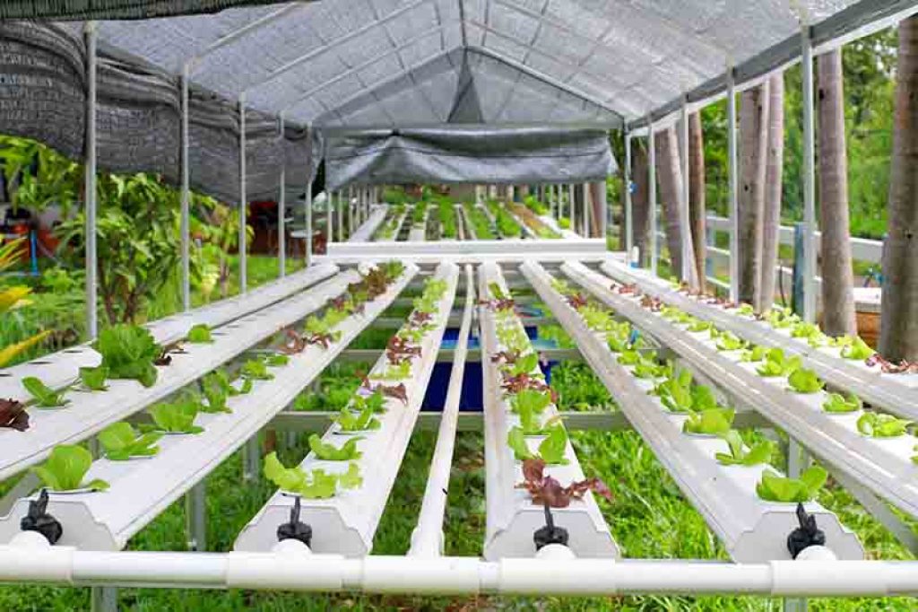 Hydroponic Gardening