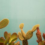 why is my cactus turning purple? [5 reasons explained]