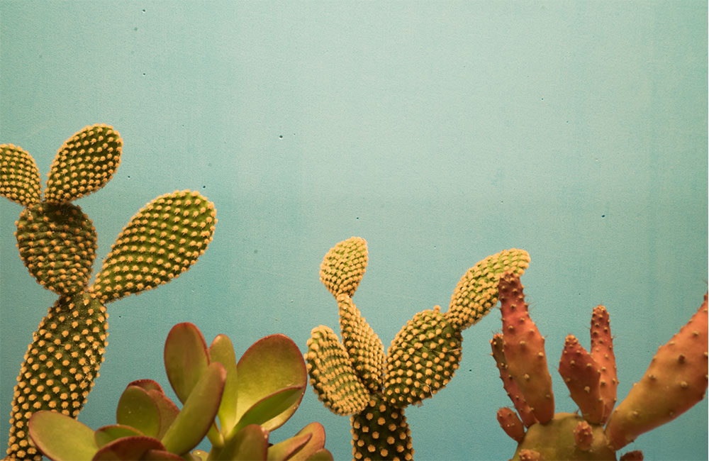 why is my cactus turning purple? [5 reasons explained]