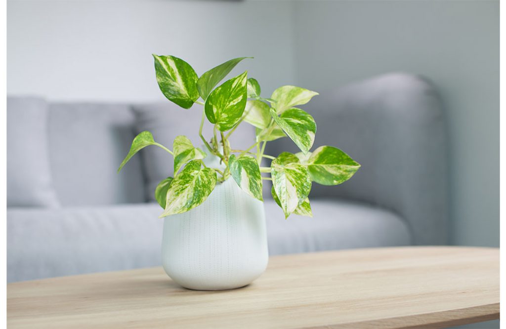 snow queen pothos