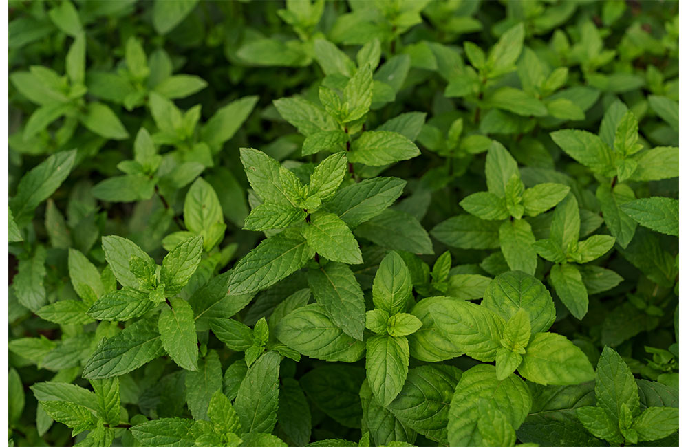 Why Did My Mint Leaves Turn Purple – How to Fix(6 Reasons)  