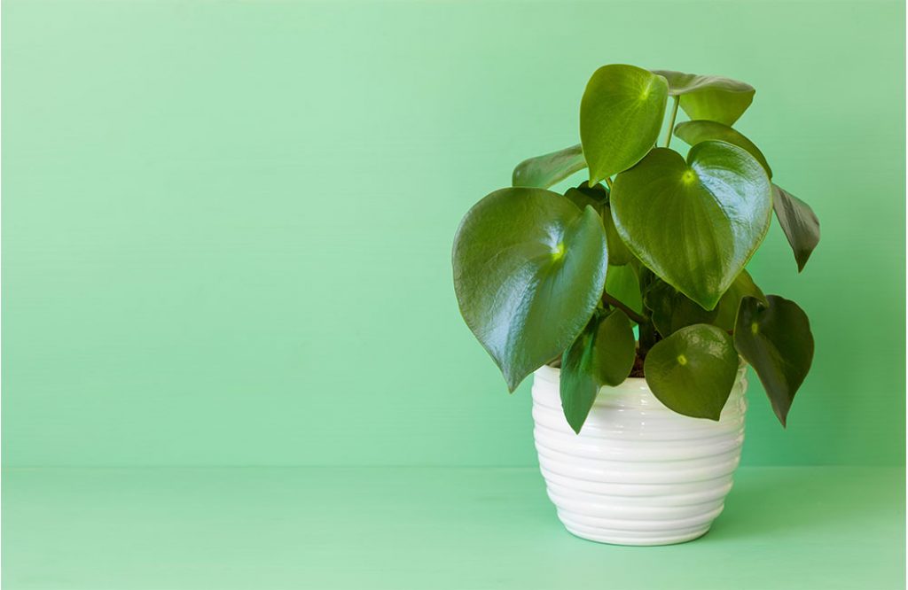 peperomia leaves turning black