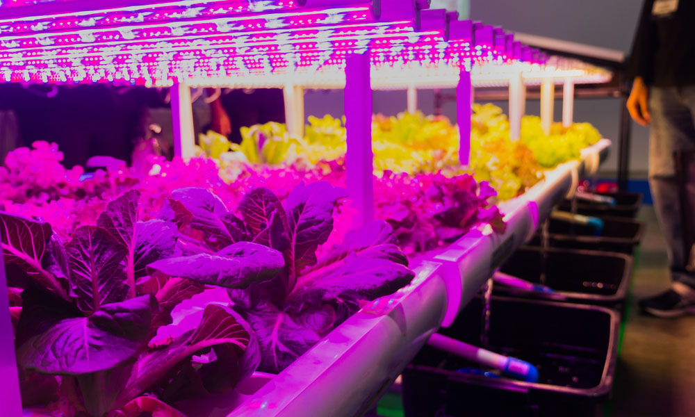 best led lights for growing cannabis