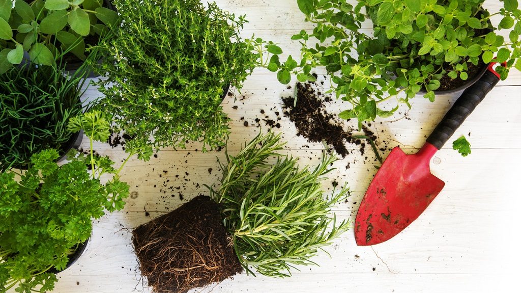 Best herb garden ideas