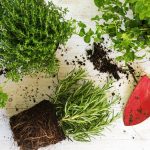 Best herb garden ideas