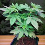 light cycle for weed