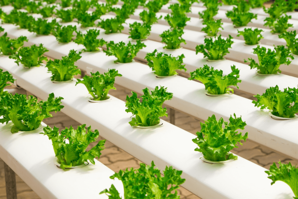 hydroponic herb garden