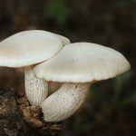 best mushroom growing kit